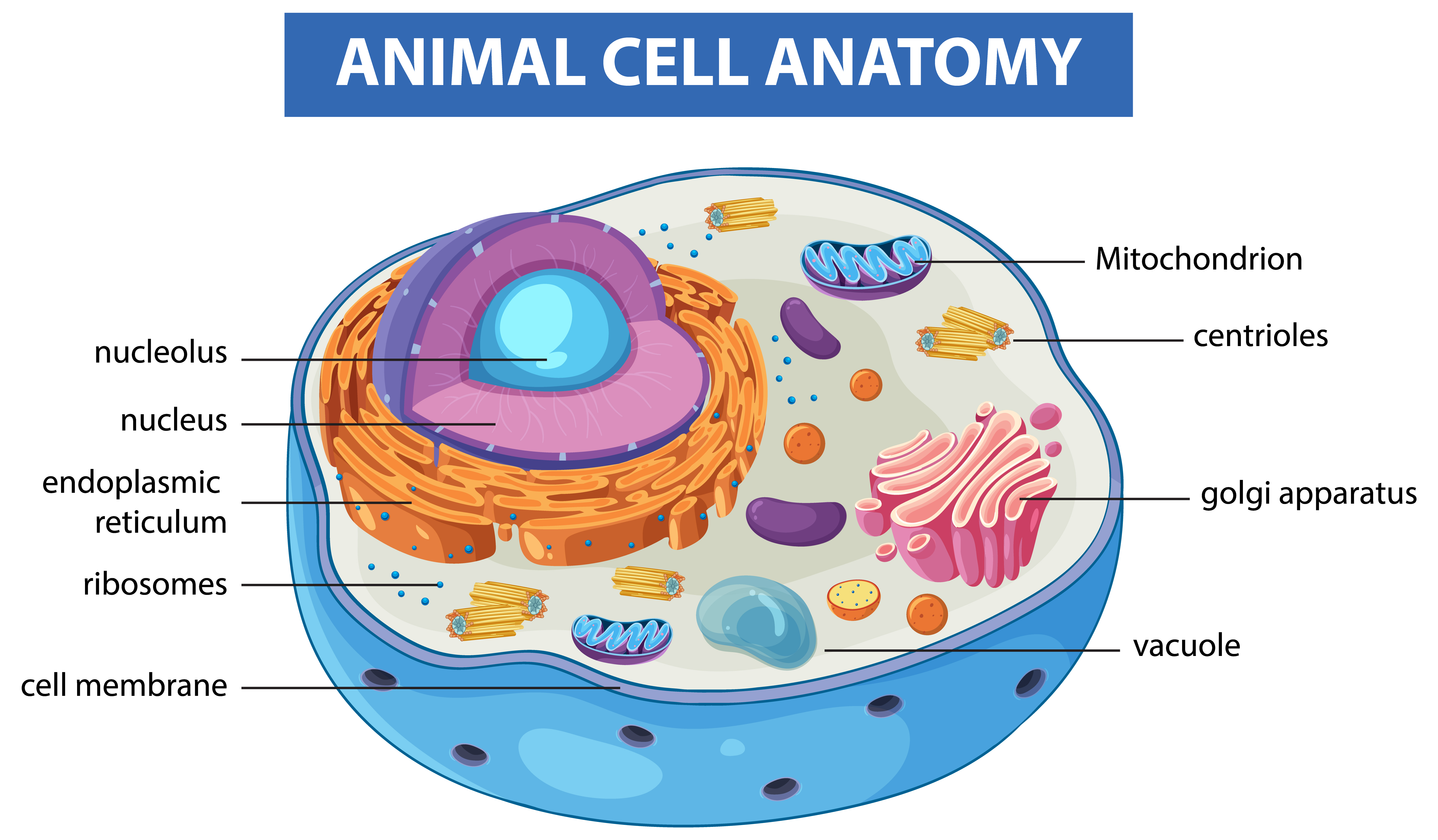 Cell- Structure and Functions