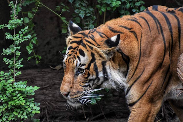 Conservation of Plants and Animals