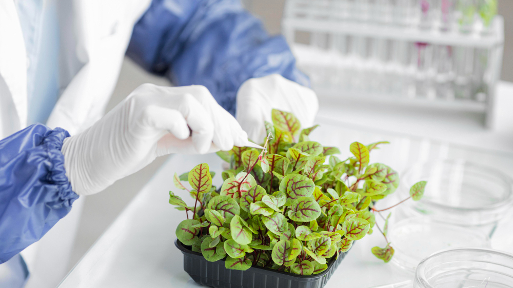 Nutrition In Plants Chapter 1 Class 7 Science