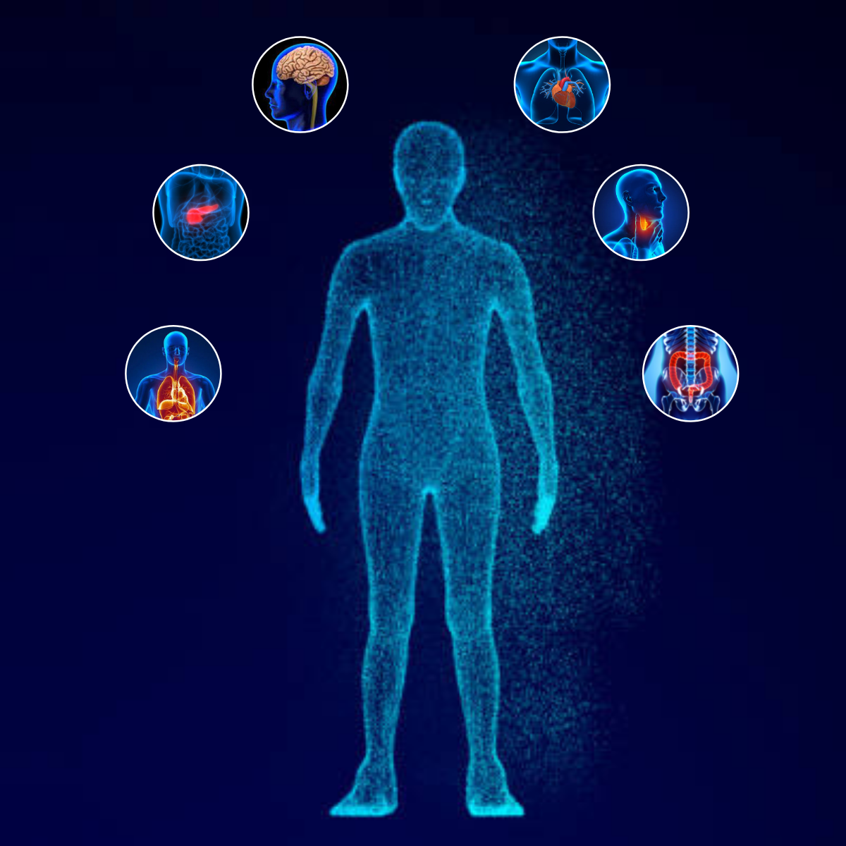 Human Anatomy and Physiology Part-II